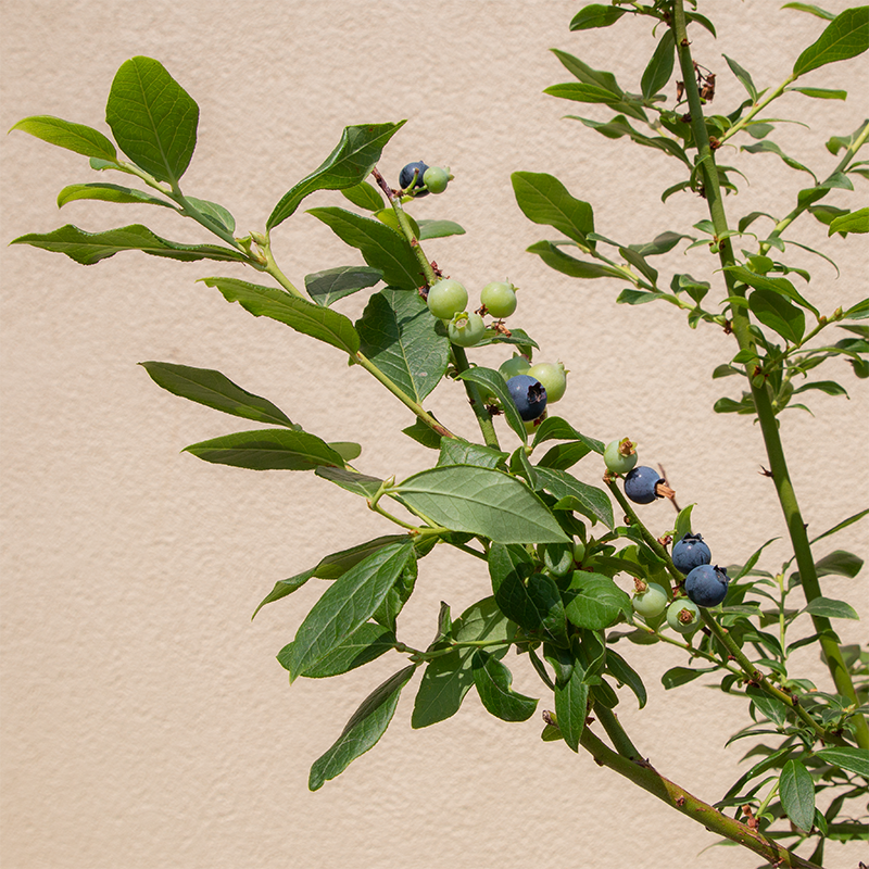 Vaccinium 'Perpetua'