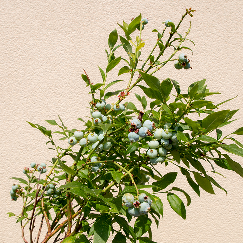 Vaccinium ang 'Top Hat'