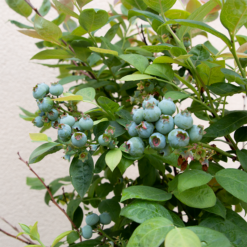 Vaccinium cor 'Pink Icing'
