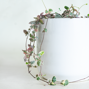 Variegated String of Hearts 4"
