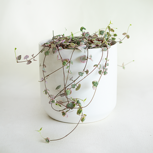Variegated String of Hearts 4"
