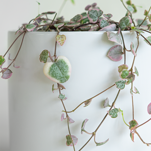 Variegated String of Hearts 4"