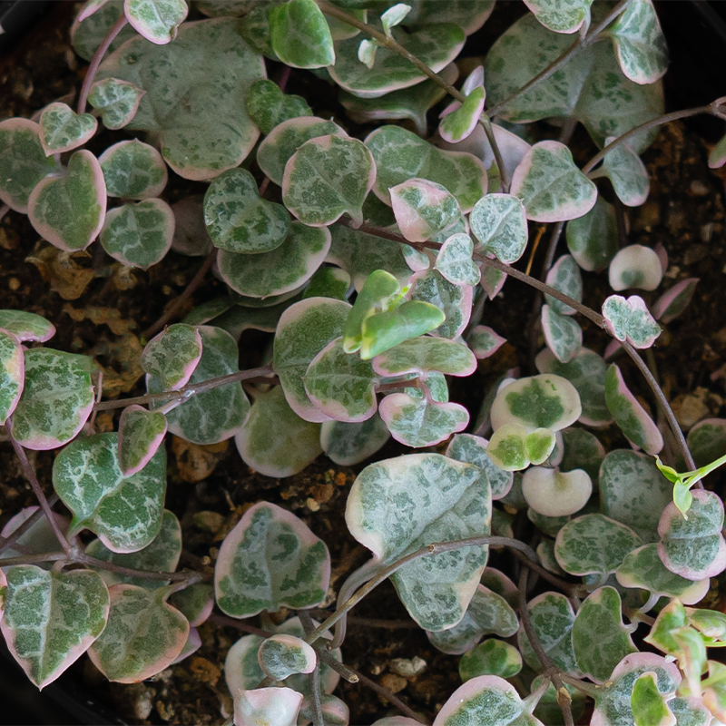 Variegated String of Hearts 4"