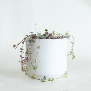 Variegated String of Hearts 4"
