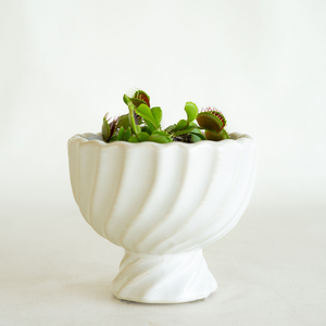 Venus Fly Trap 3"