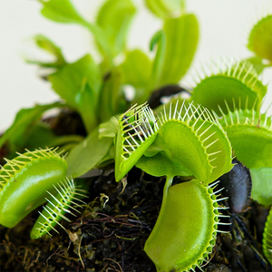 Venus Fly Trap 3"