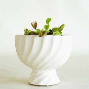 Venus Fly Trap 3"