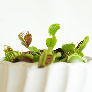 Venus Fly Trap 3"