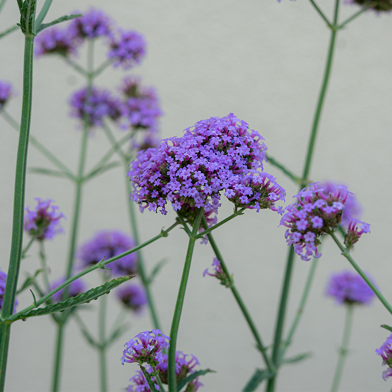 Verbena 'Meteor Shower' 6"