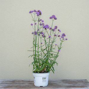 Verbena 'Meteor Shower' 6"