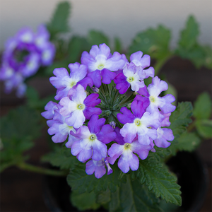 Verbena 'Vanessa Indigo Bicolor' 4"