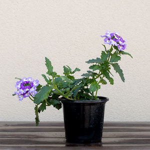 Verbena 'Vanessa Indigo Bicolor' 4"