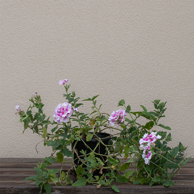 Verbena 'Vanessa Light Pink Bicolor' 4"
