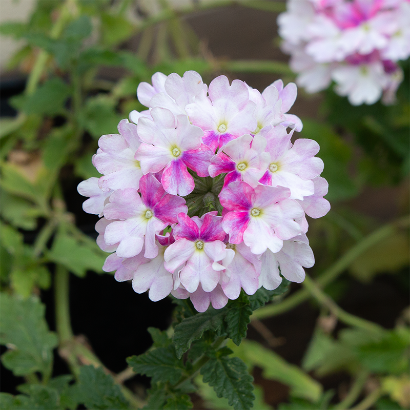 Verbena 'Vanessa Light Pink Bicolor' 4"
