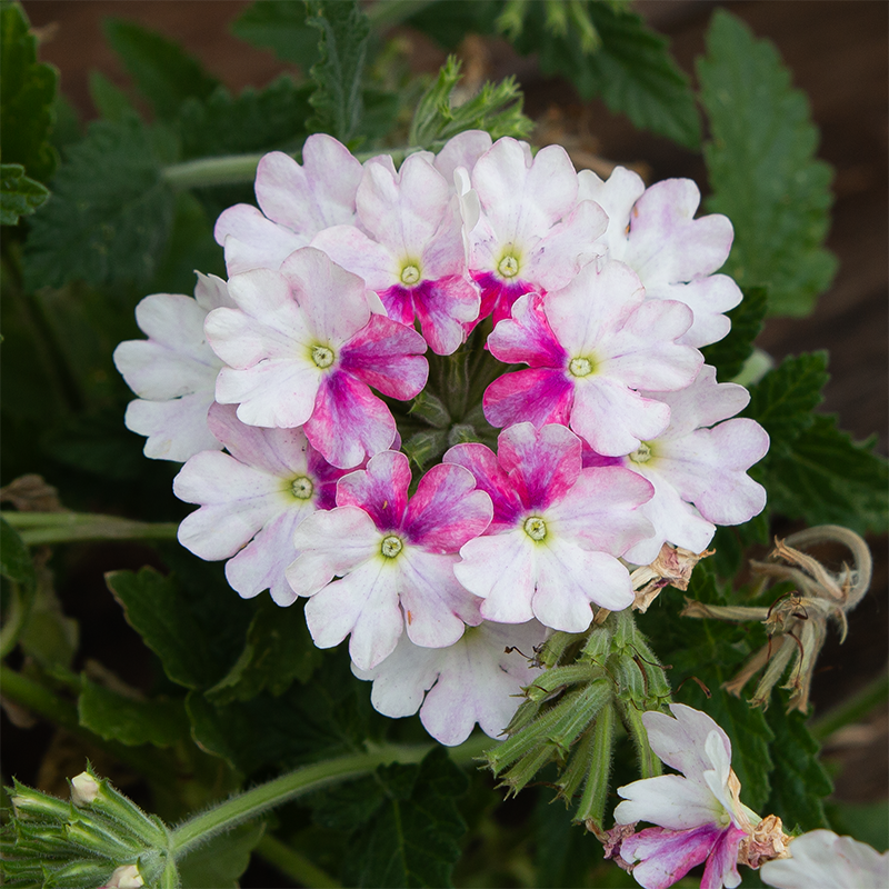 Verbena 'Vanessa Light Pink Bicolor' 4"