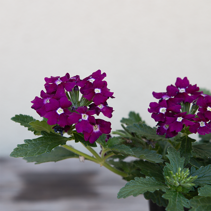 Verbena 'Vanessa Magenta' 4"