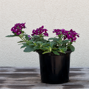 Verbena 'Vanessa Magenta' 4"