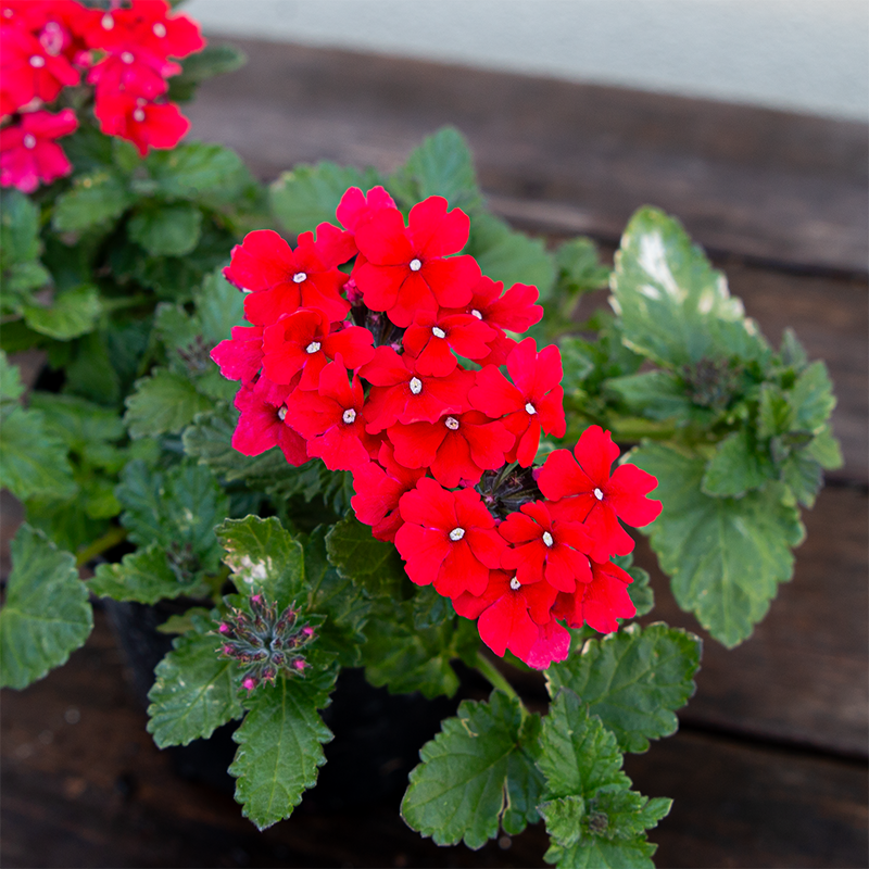 Verbena 'Vanessa Red' 4"