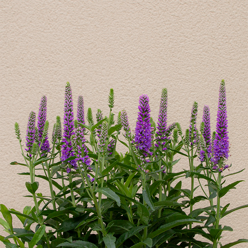 Veronica 'Purple Illusion' G01