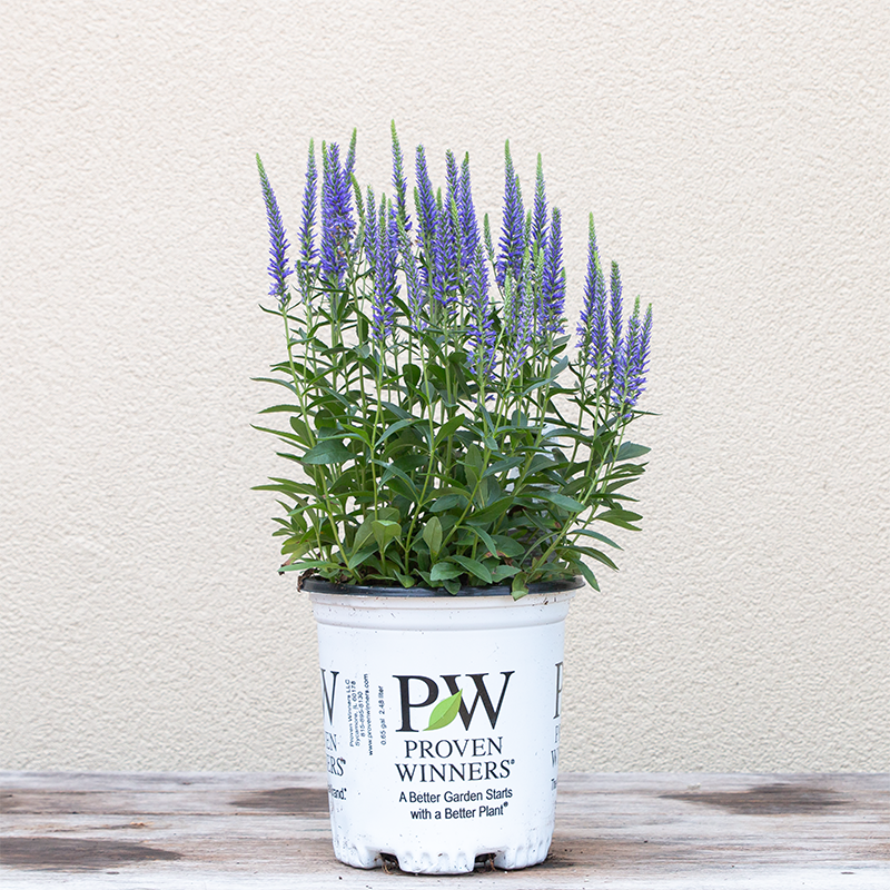 Veronica 'Wizard of Ahhs' G01