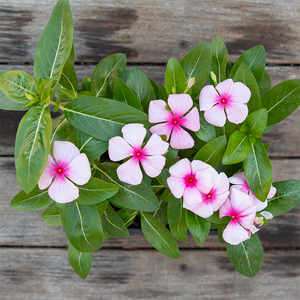 Vinca Blush 6 Pack