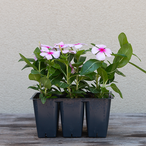Vinca Blush 6 Pack