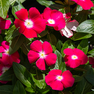 Vinca Cherry Red Halo 6 Pack