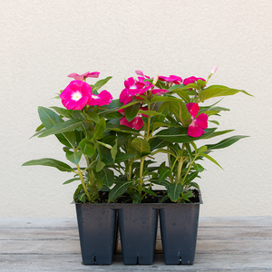 Vinca Cherry Red Halo 6 Pack