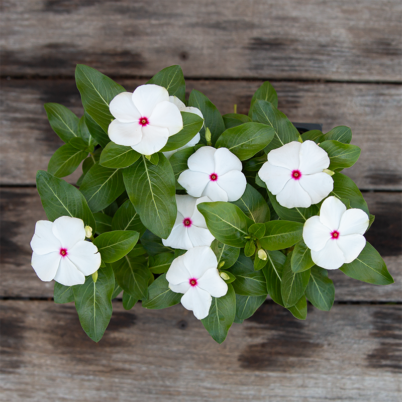 Vinca Polka Dot 6 Pack