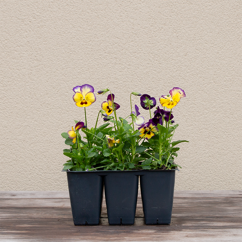 Viola ColorMax Berry Pie 6 Pack