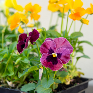 Viola ColorMax Mix 6 Pack