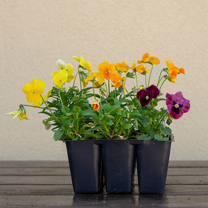 Viola ColorMax Mix 6 Pack