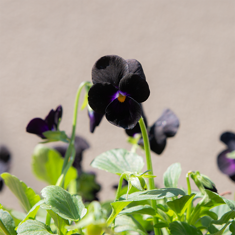 Viola Sorbet Black Delight 6 Pack