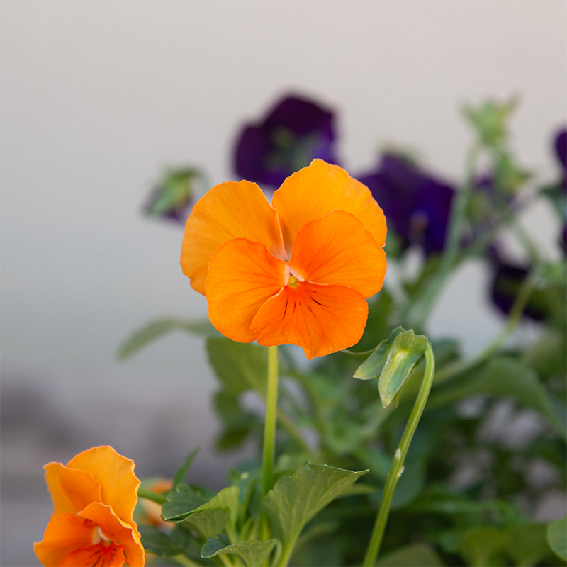 Viola Sorbet Harvest Mix 6 Pack