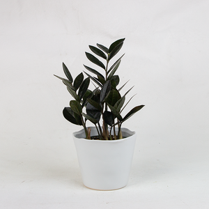 Zamioculcas 'Black Raven'