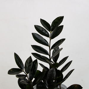 Zamioculcas 'Black Raven'