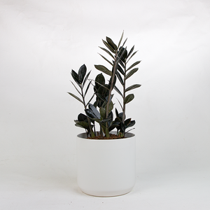 Zamioculcas 'Black Raven'