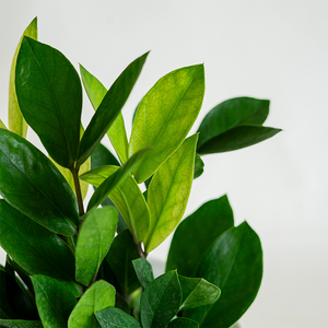 Zamioculcas 'Chameleon' 6"