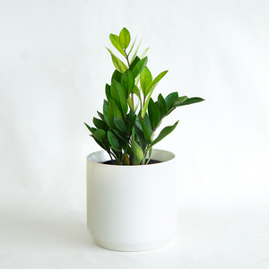 Zamioculcas 'Chameleon' 6"