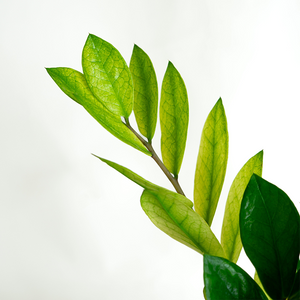 Zamioculcas 'Chameleon' 6"