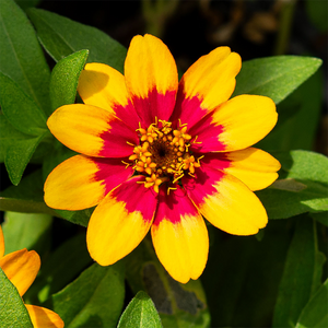 Zinnia 6"