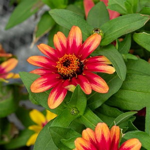 Zinnia 6"