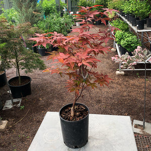 Acer palm 'Rhode Island Red' #1