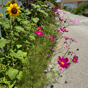 Design Your Alley Garden