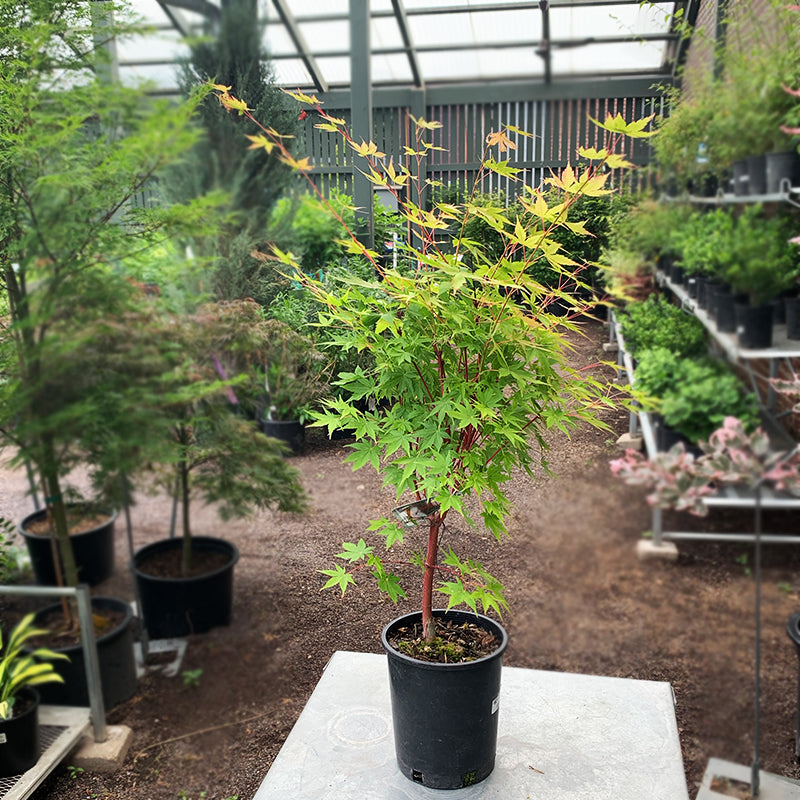 Acer palm 'Sango kaku' #1