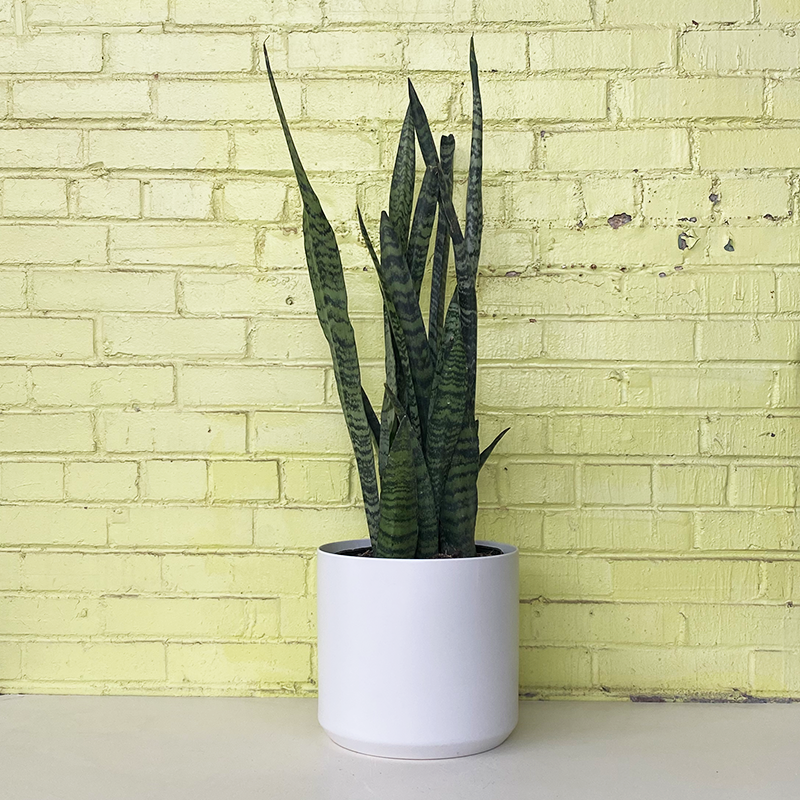 sansevieria zeylanica height Sansevieria 'Zeylanica'