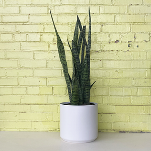 Sansevieria 'Zeylanica'