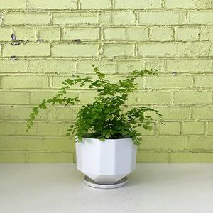 Maidenhair Fern