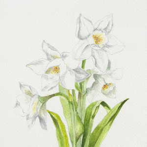 Watercolor Narcissus