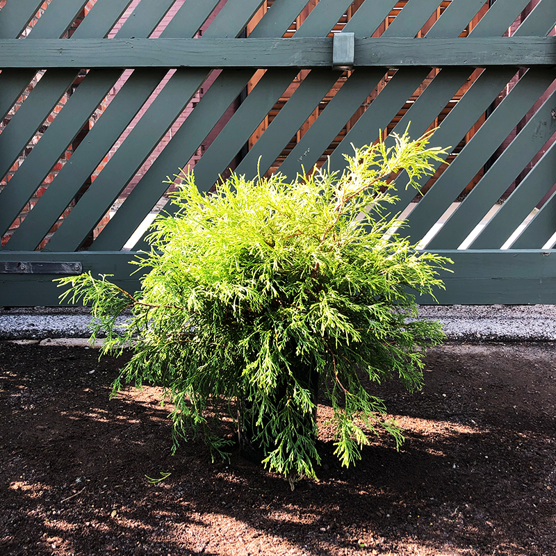 Chamaecyparis pis 'Golden Mop'